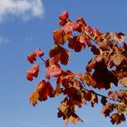 Herbstliche Blätter im Wind