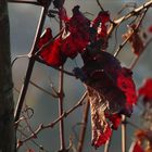 Herbstliche Blätter Korb 