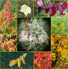 Herbstliche Blätterei