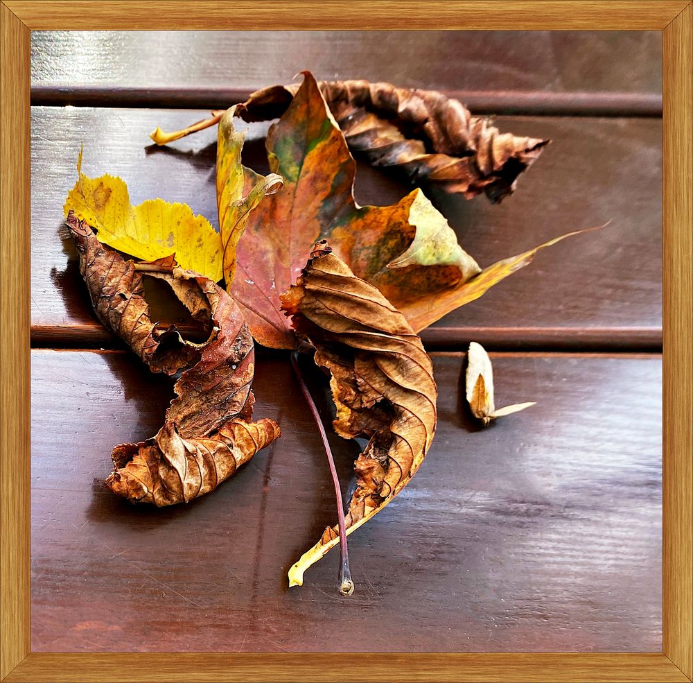 Herbstliche Blättervielfalt auf EINEM Tisch. Foto &amp; Bild | stillleben ...