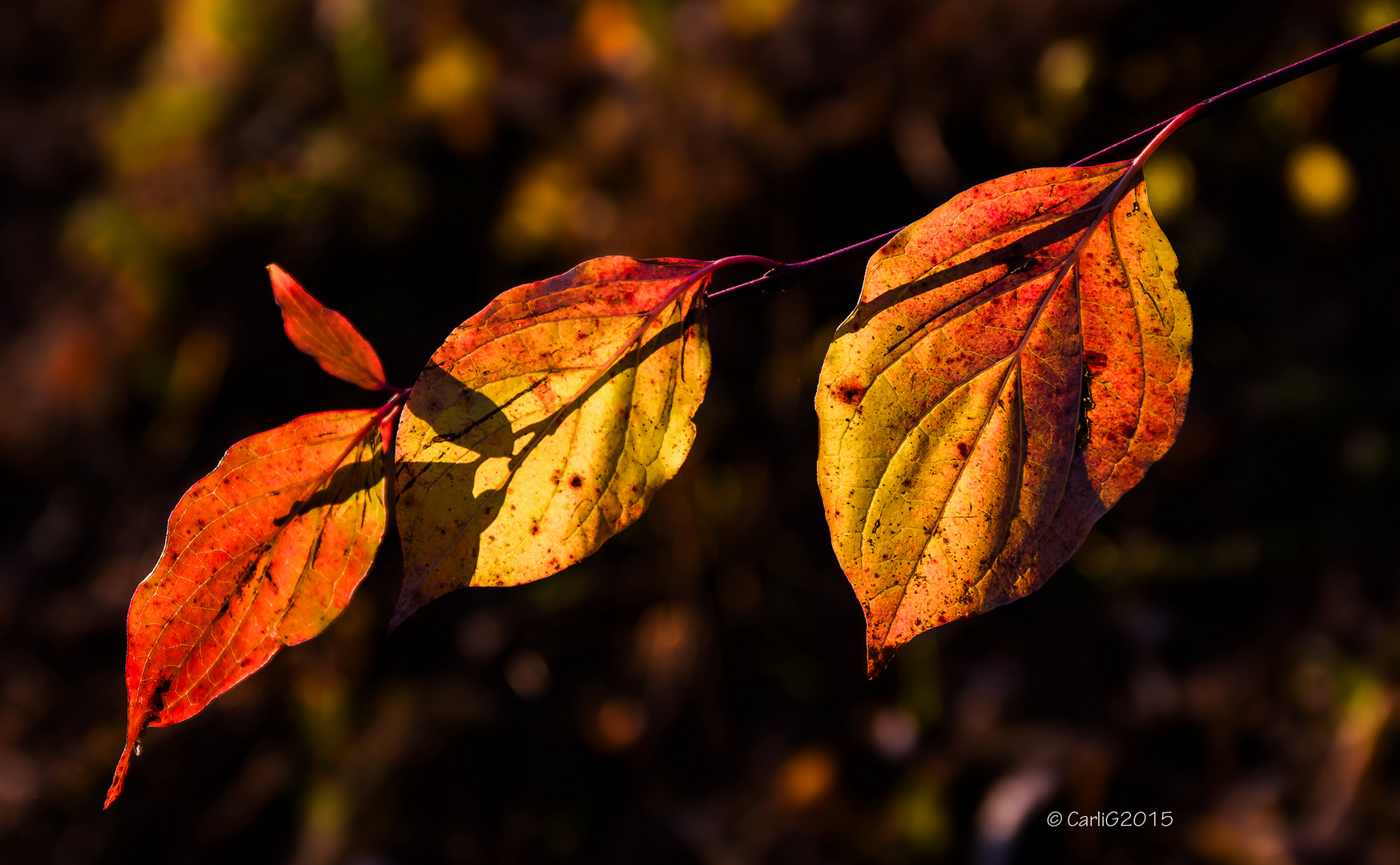 Herbstliche Blatt Impression *1