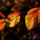 Herbstliche Blatt Impression *1