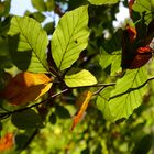 Herbstliche Blattfärbung