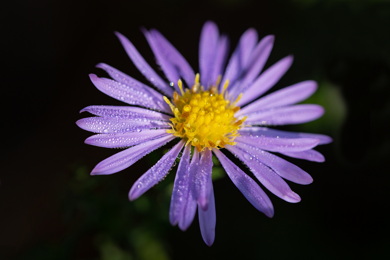 herbstliche Blüte 2