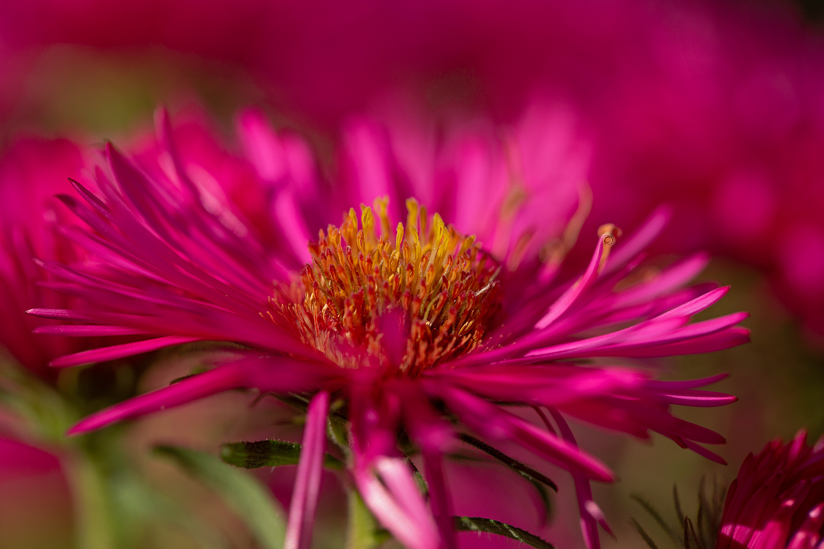 herbstliche Blüte 4