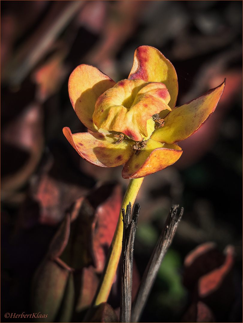 herbstliche Blüte