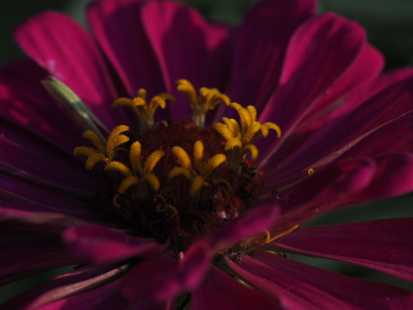 herbstliche Blüte