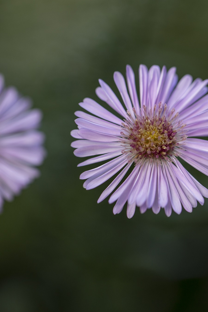 herbstliche Blüte