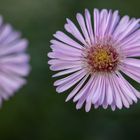 herbstliche Blüte