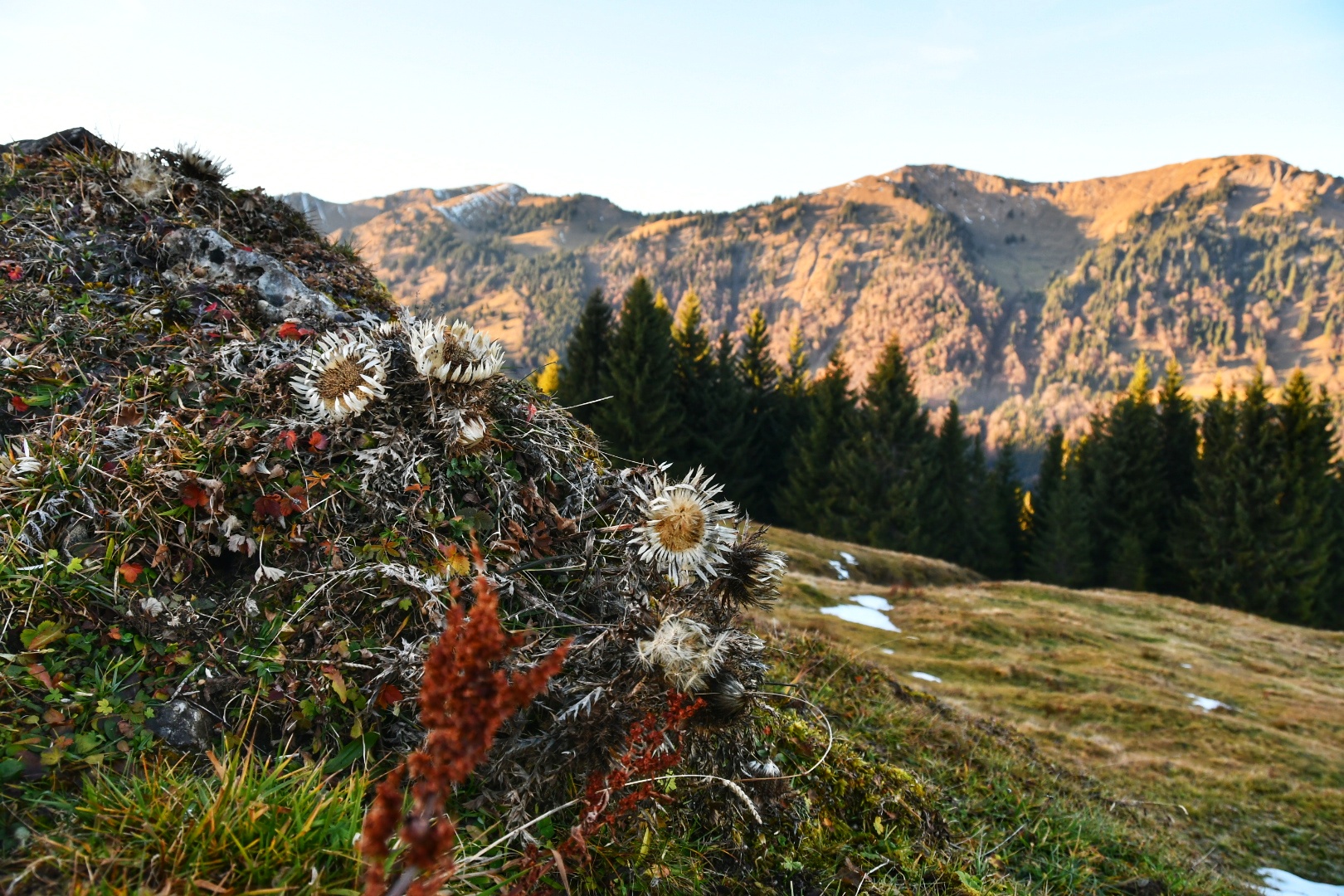 Herbstliche Blüte 