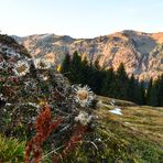 Herbstliche Blüte 