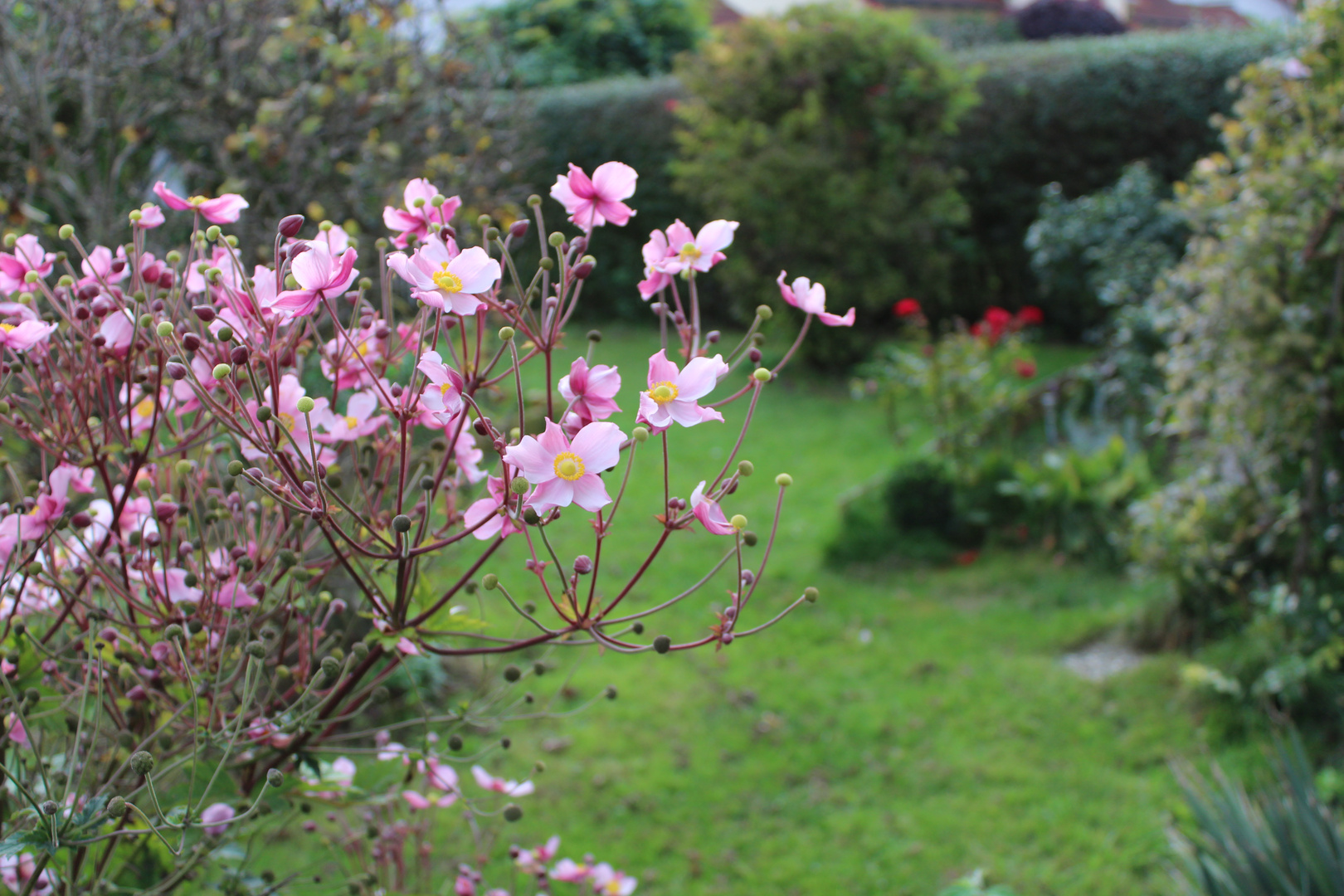 Herbstliche Blüten