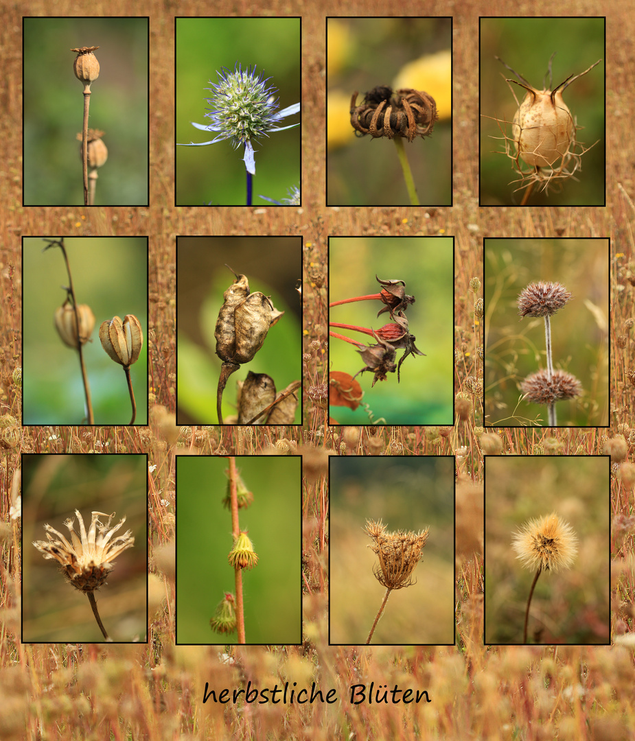 - herbstliche Blüten -