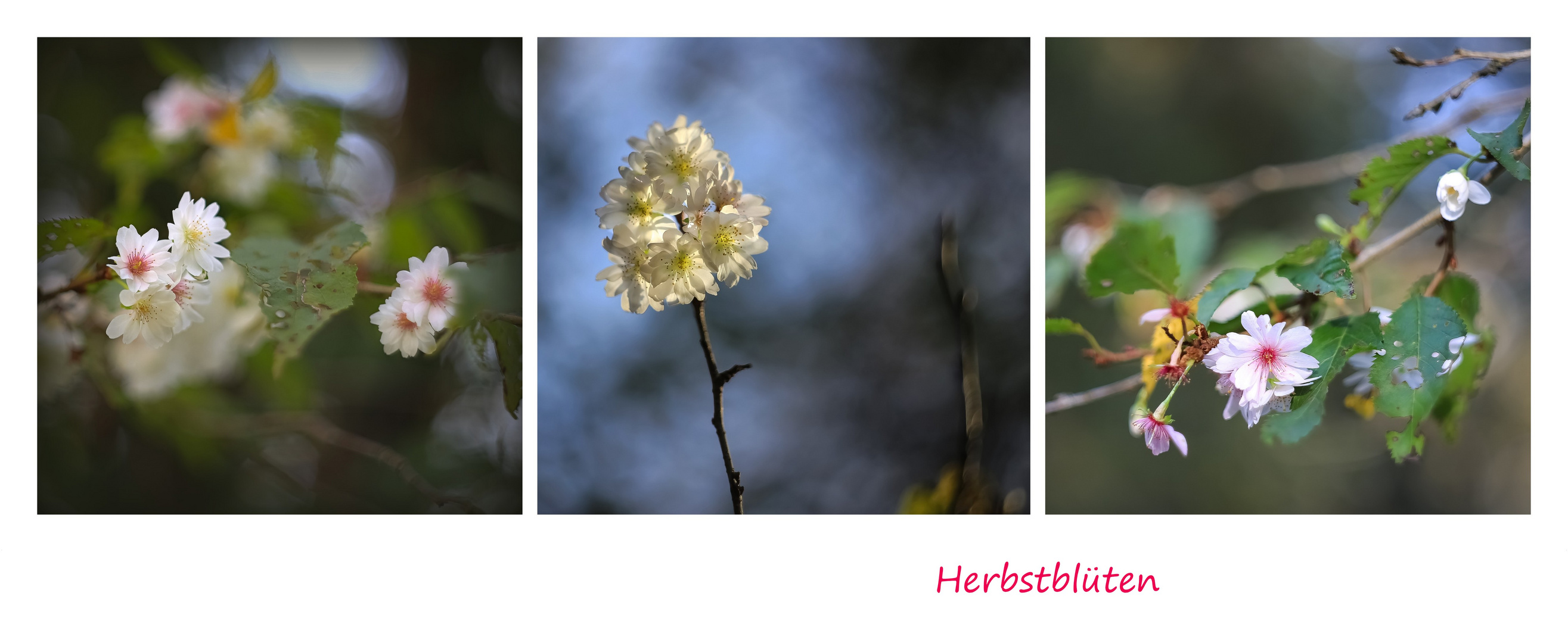 Herbstliche Blüten