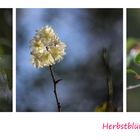 Herbstliche Blüten