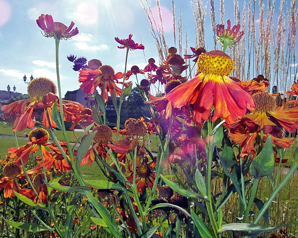 Herbstliche Blütenpracht