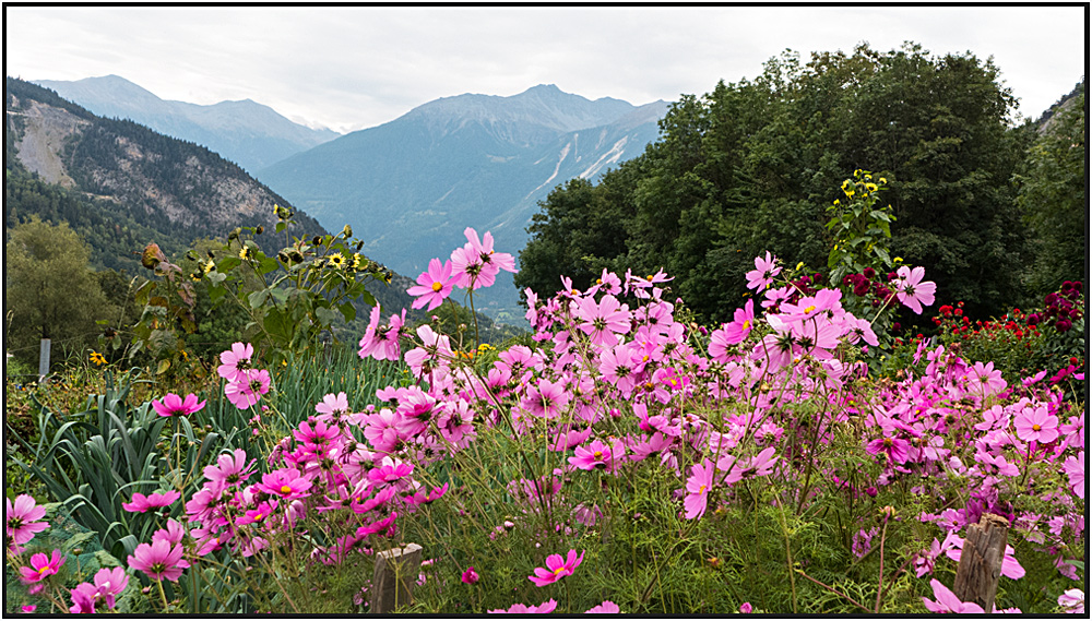 Herbstliche Blütenpracht