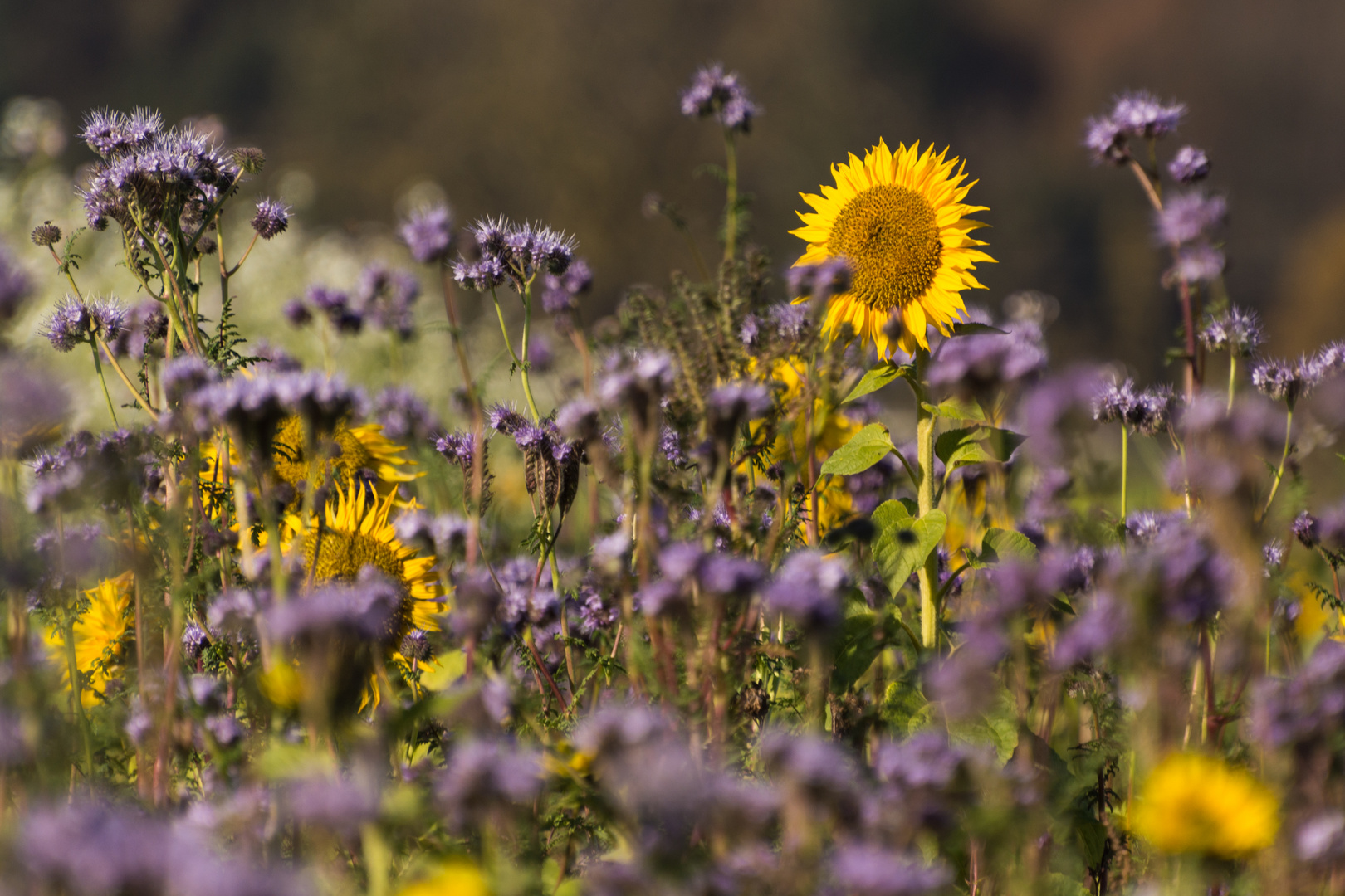 herbstliche Blumenwiese