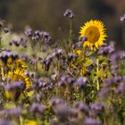 herbstliche Blumenwiese