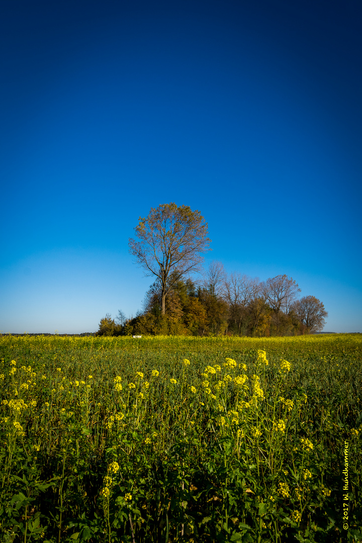 herbstliche Blumenwiese bei Alteiselfing Lkr. Rosenheim