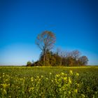 herbstliche Blumenwiese bei Alteiselfing Lkr. Rosenheim