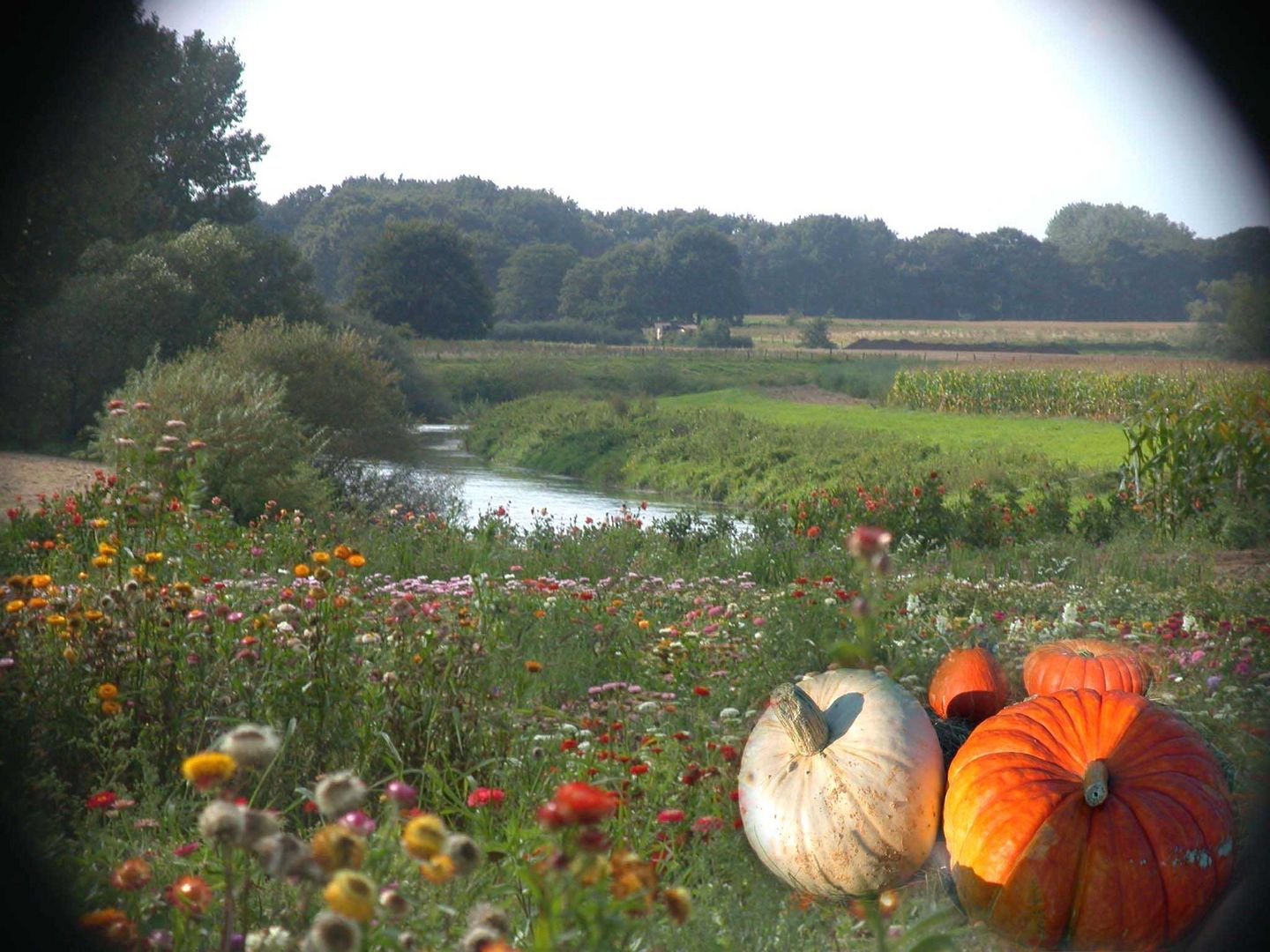 Herbstliche Blumenwiese