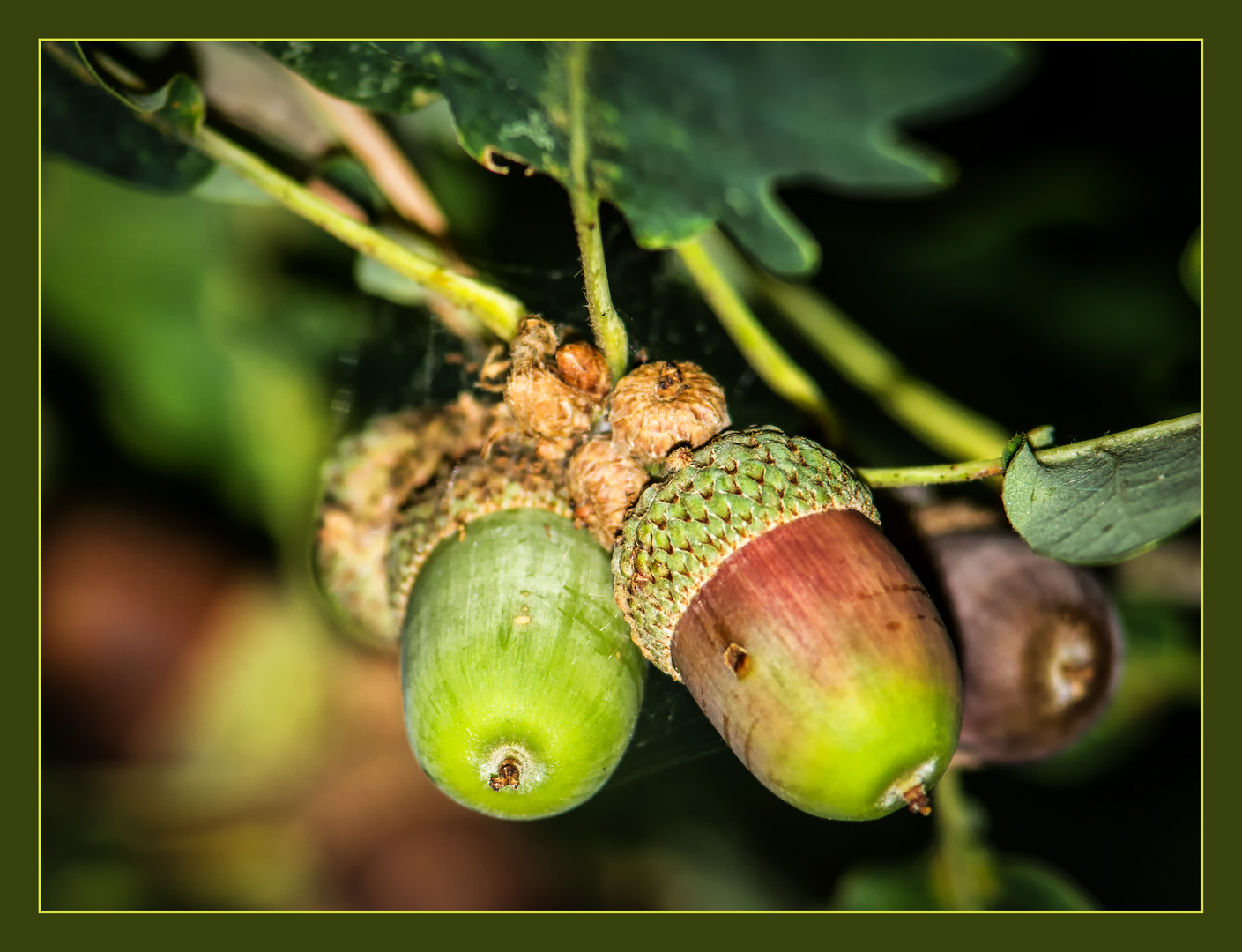 Herbstliche Boten ...