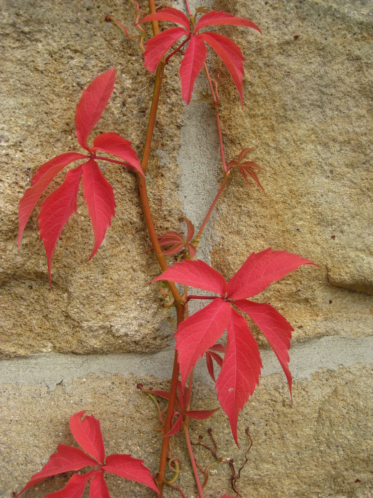 herbstliche Botschaften....