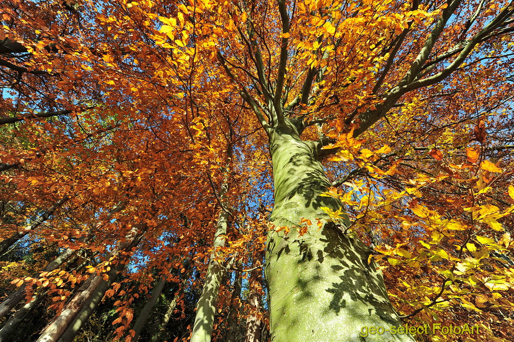 Herbstliche Buche