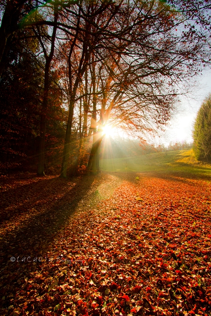 herbstliche Buchen