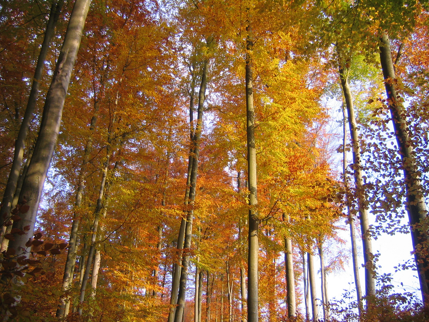 herbstliche Buchen