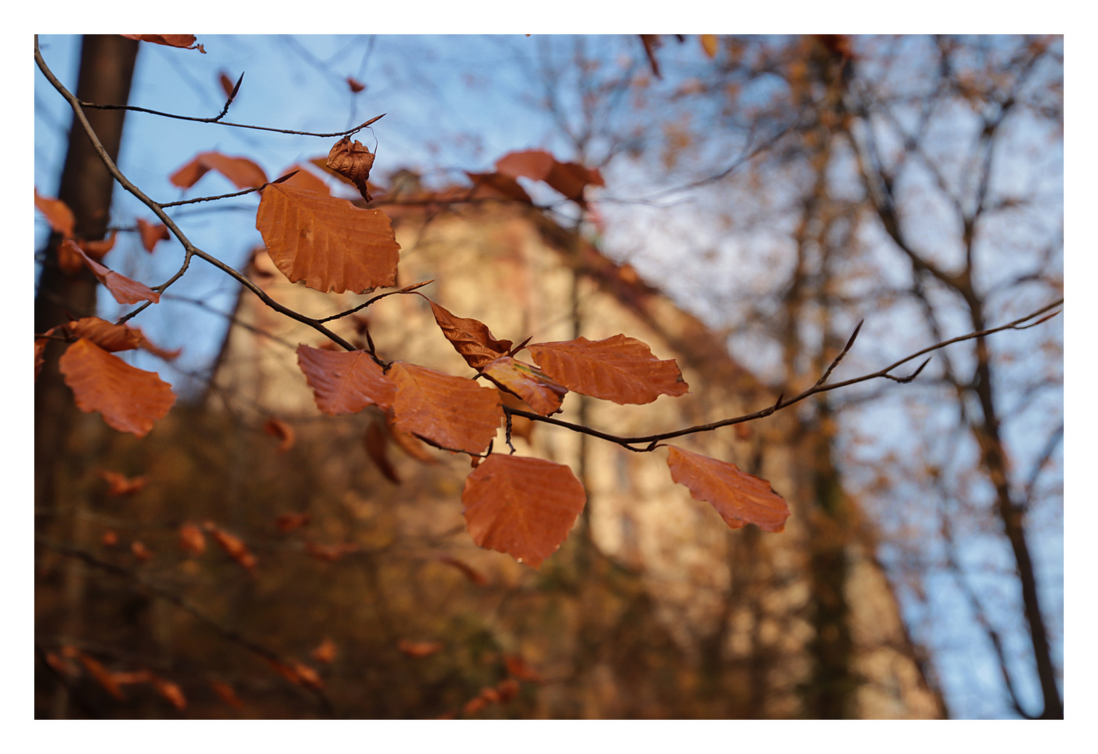 Herbstliche Buchenblätter