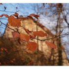 Herbstliche Buchenblätter