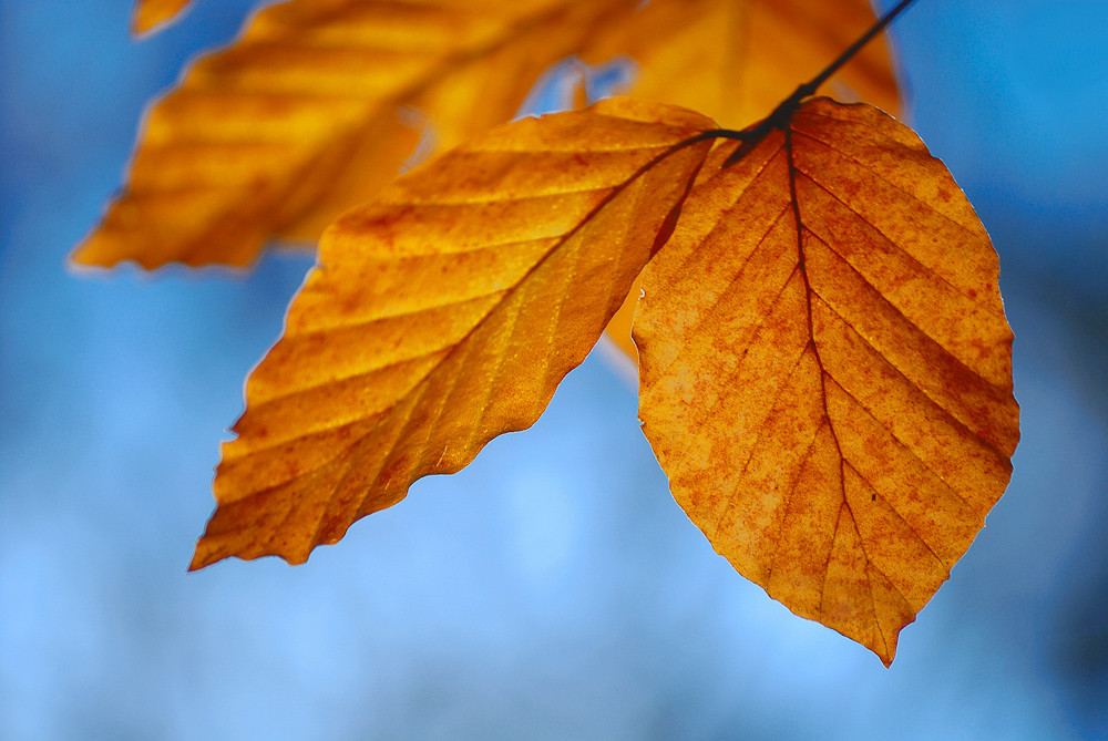 herbstliche Buchenblätter