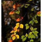 Herbstliche Buchenblätter