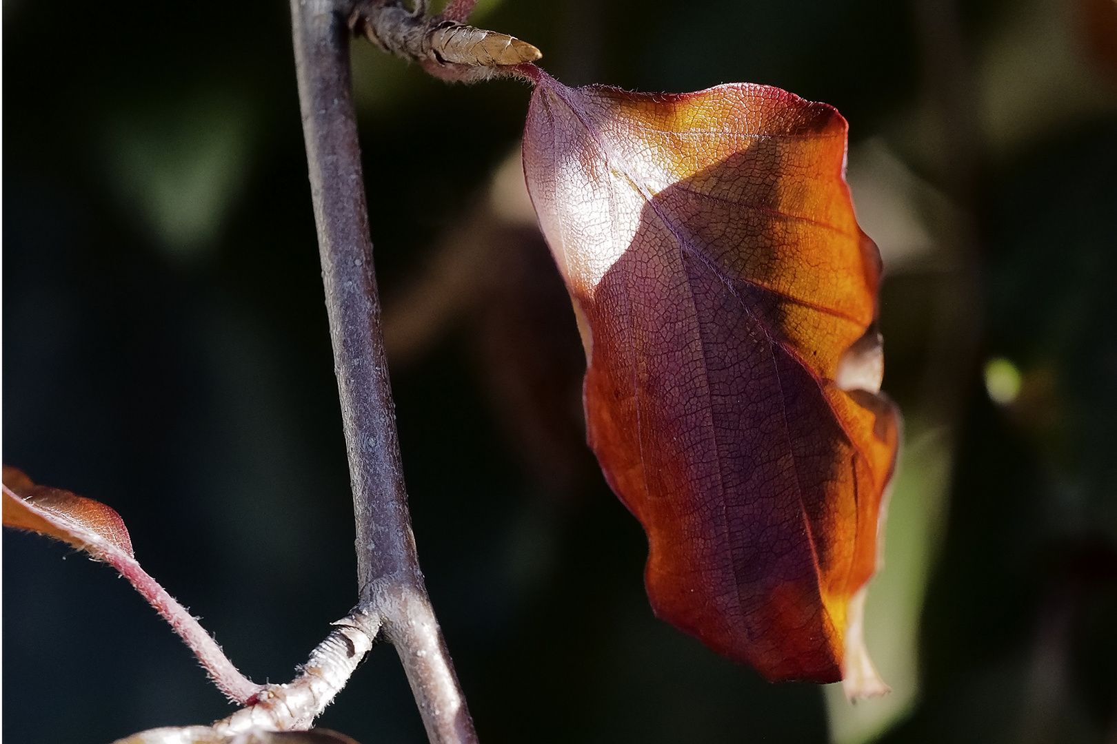 Herbstliche Buchenblätter sind zäh wie Leder!