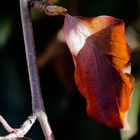 Herbstliche Buchenblätter sind zäh wie Leder!