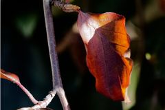 Herbstliche Buchenblätter sind zäh wie Leder!