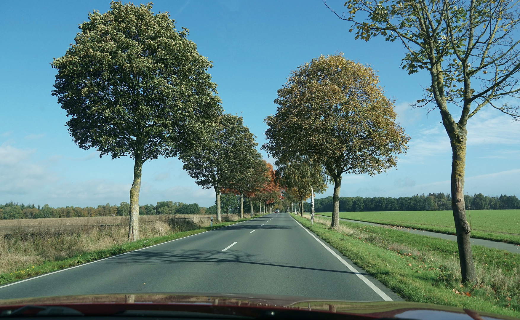 Herbstliche Caussee im alten Land