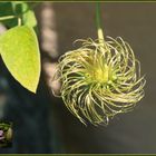 Herbstliche Clematis