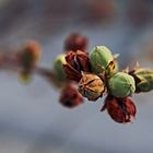 Herbstliche Details