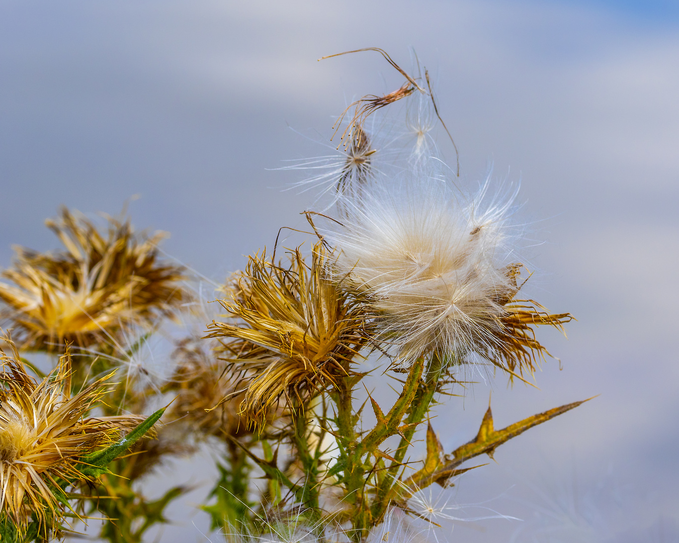 Herbstliche Distel.