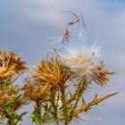 Herbstliche Distel.