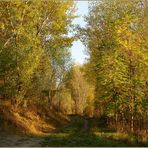 Herbstliche Donauinsel