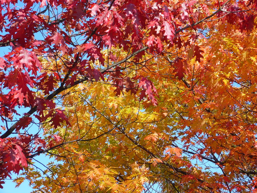 Herbstliche Dreifarbigkeit