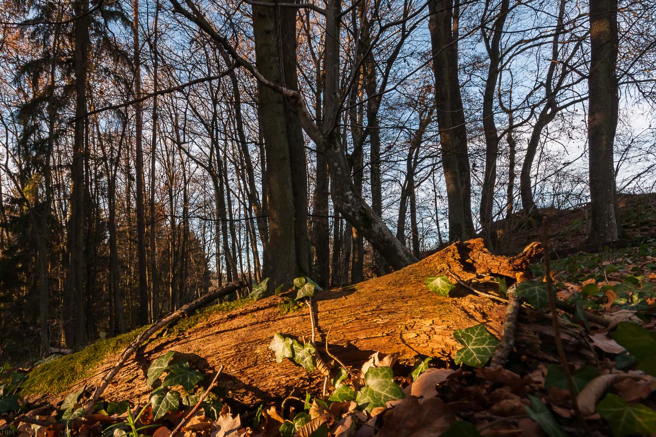 Herbstliche Durchblicke