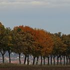 Herbstliche Durchblicke auf die andere, rechtselbische Seite...