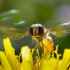 Herbstliche Dynamik