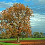 Herbstliche Eiche.