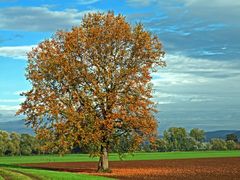 Herbstliche Eiche.